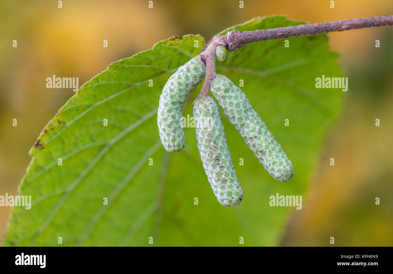 Fiore maschile di un nocciolo. Foto Stock