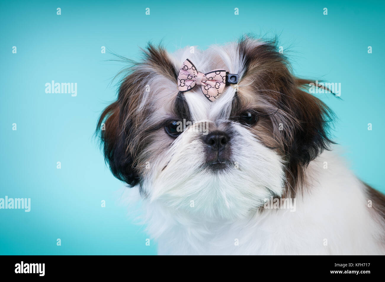 Shih tzu cucciolo closeup ritratto in studio Foto Stock