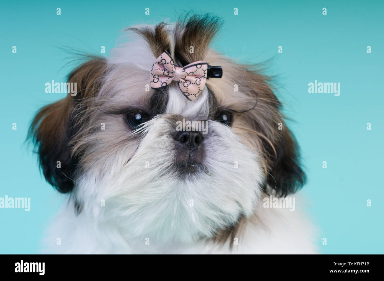 Shih tzu cucciolo closeup ritratto in studio Foto Stock