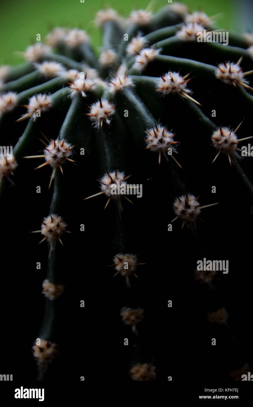 A breve le spine di un succulento, close up di un cactus e piante del deserto Foto Stock