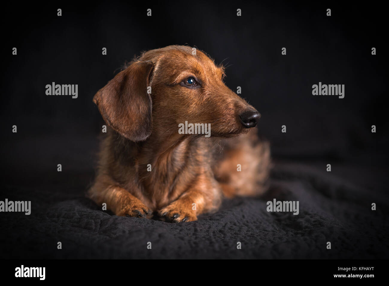 Filo capelli Dachshund Ritratto Foto Stock