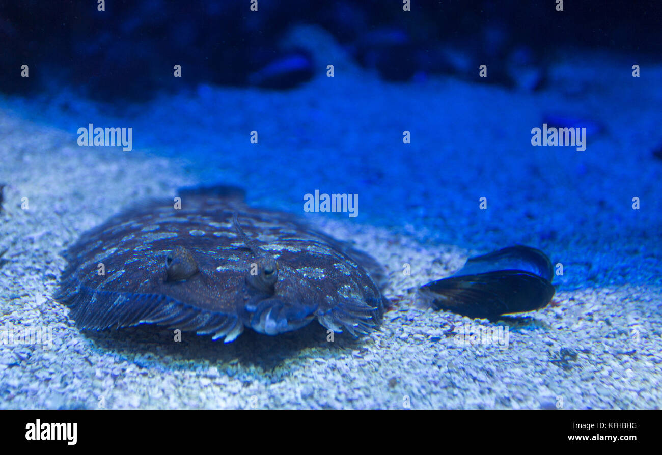 Suola pesce sulla sabbia, vicino fino Foto Stock