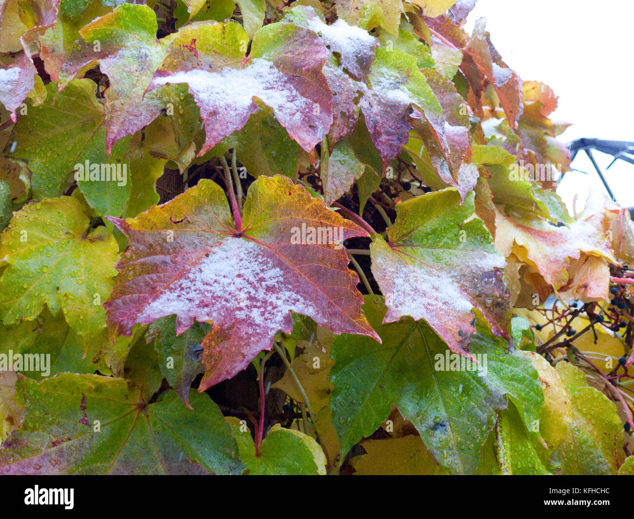 Wilder Wein Blätter im Herbst mit Schnee nach einem Wintereinbruch Foto Stock