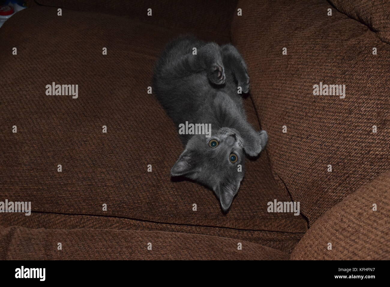 Gattino Foto Stock