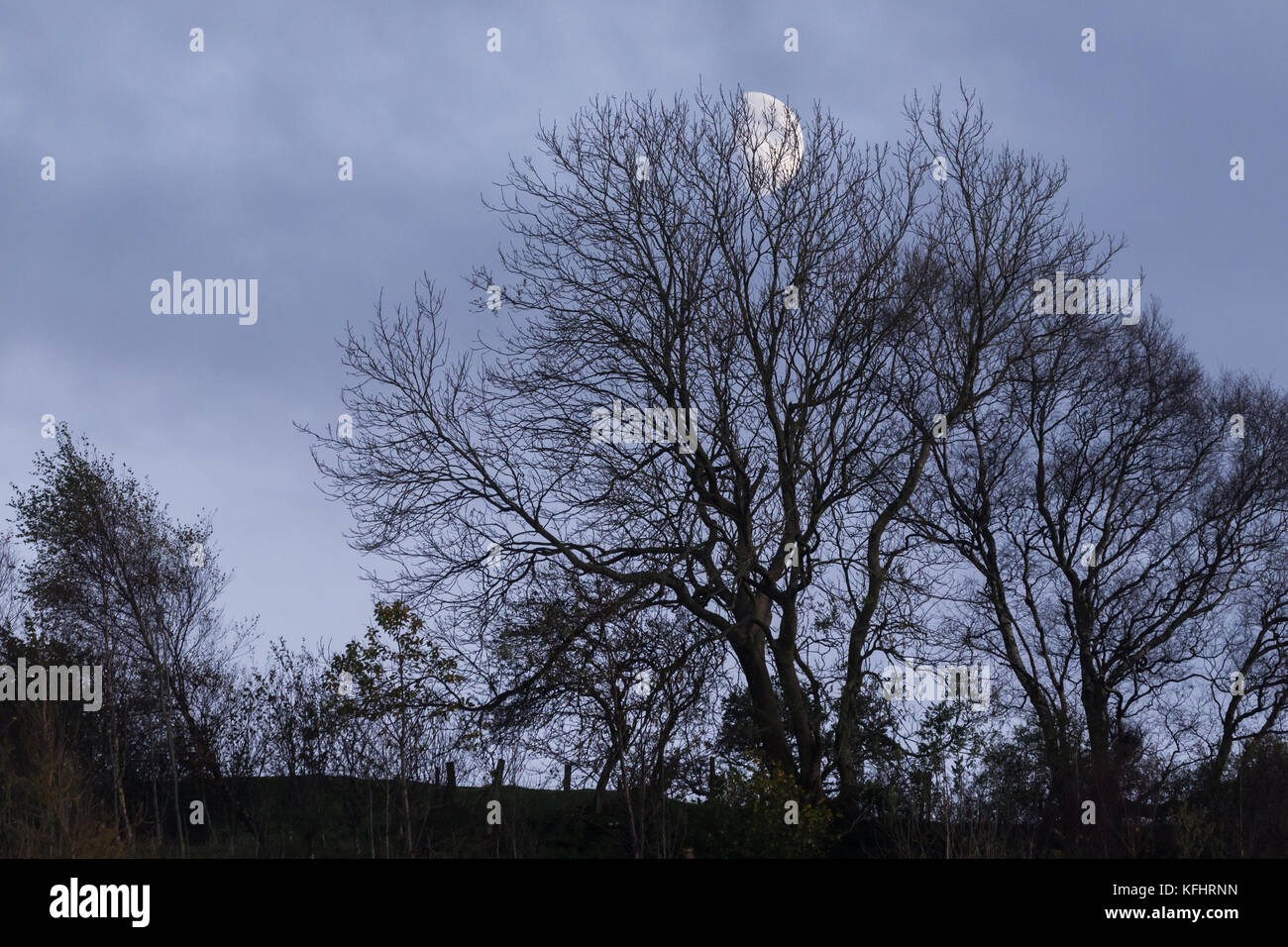 Ceratura di quarto di luna crescente attraverso gli alberi Foto Stock