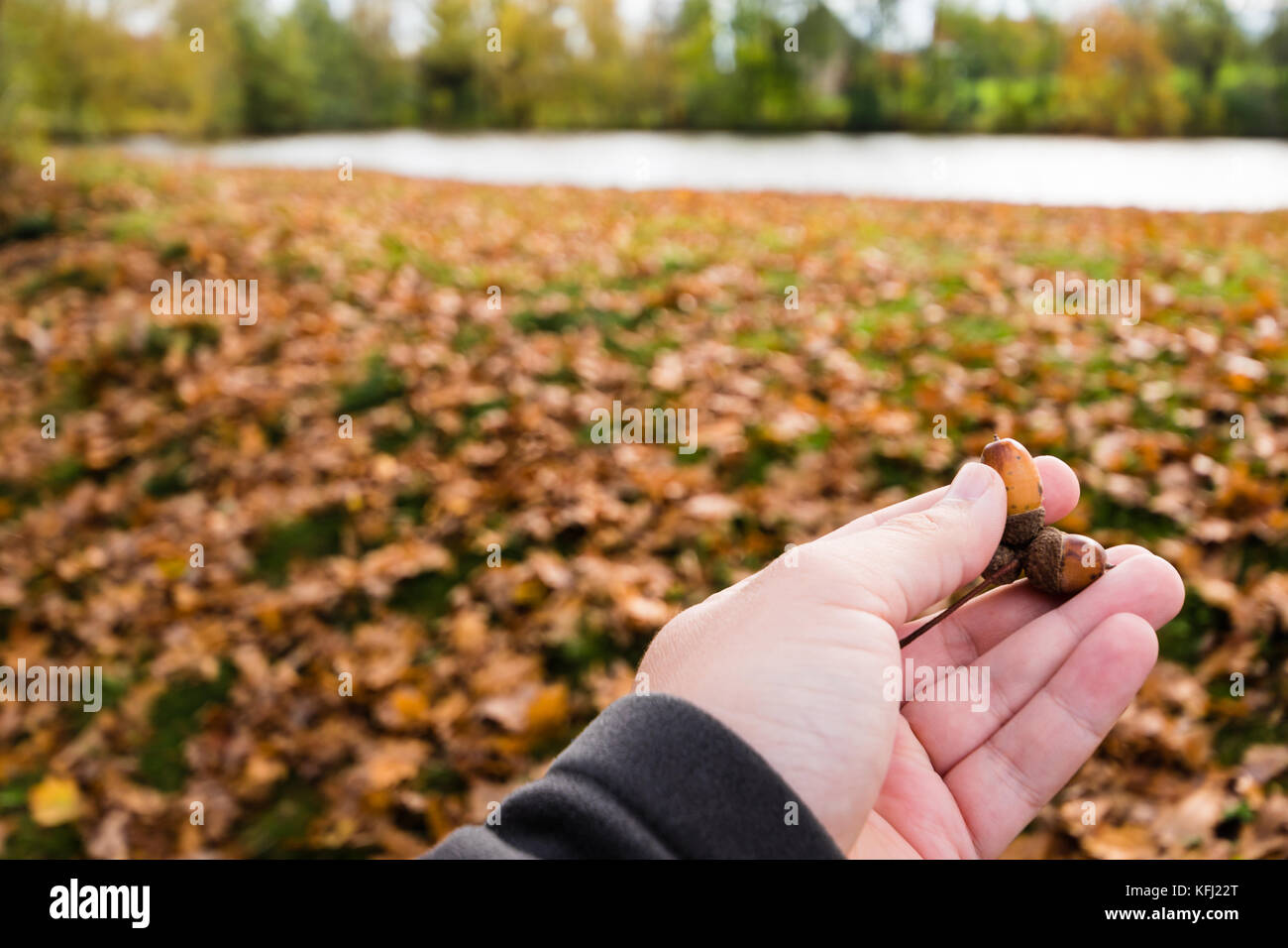 Piccole ghiande in mano. brown Foglie di autunno e stagno su sfondo. Foto Stock