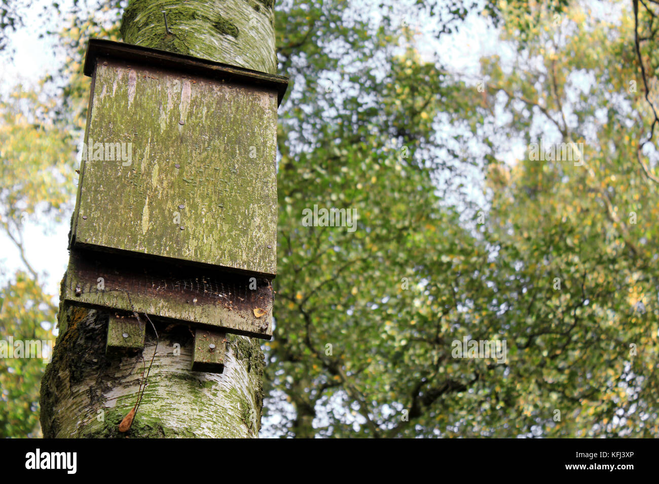 Bat Box sul tronco di albero Foto Stock