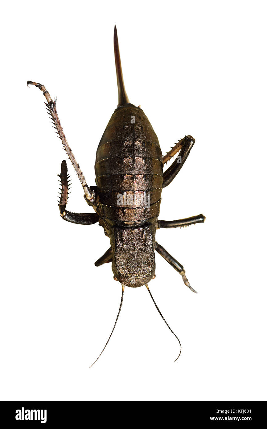 Grande panciuto cricket isolate su sfondo bianco ( bradiphorus dasiphus a piena lunghezza insetto ) Foto Stock