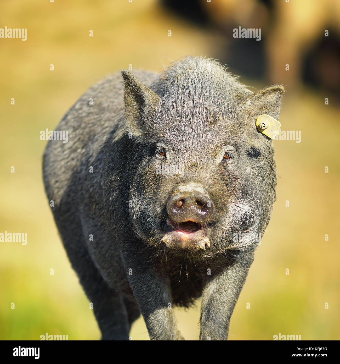 Ritratto di maiale vietnamita nei pressi della fattoria, fuori fuoco sfondo ( Sus scrofa ) Foto Stock