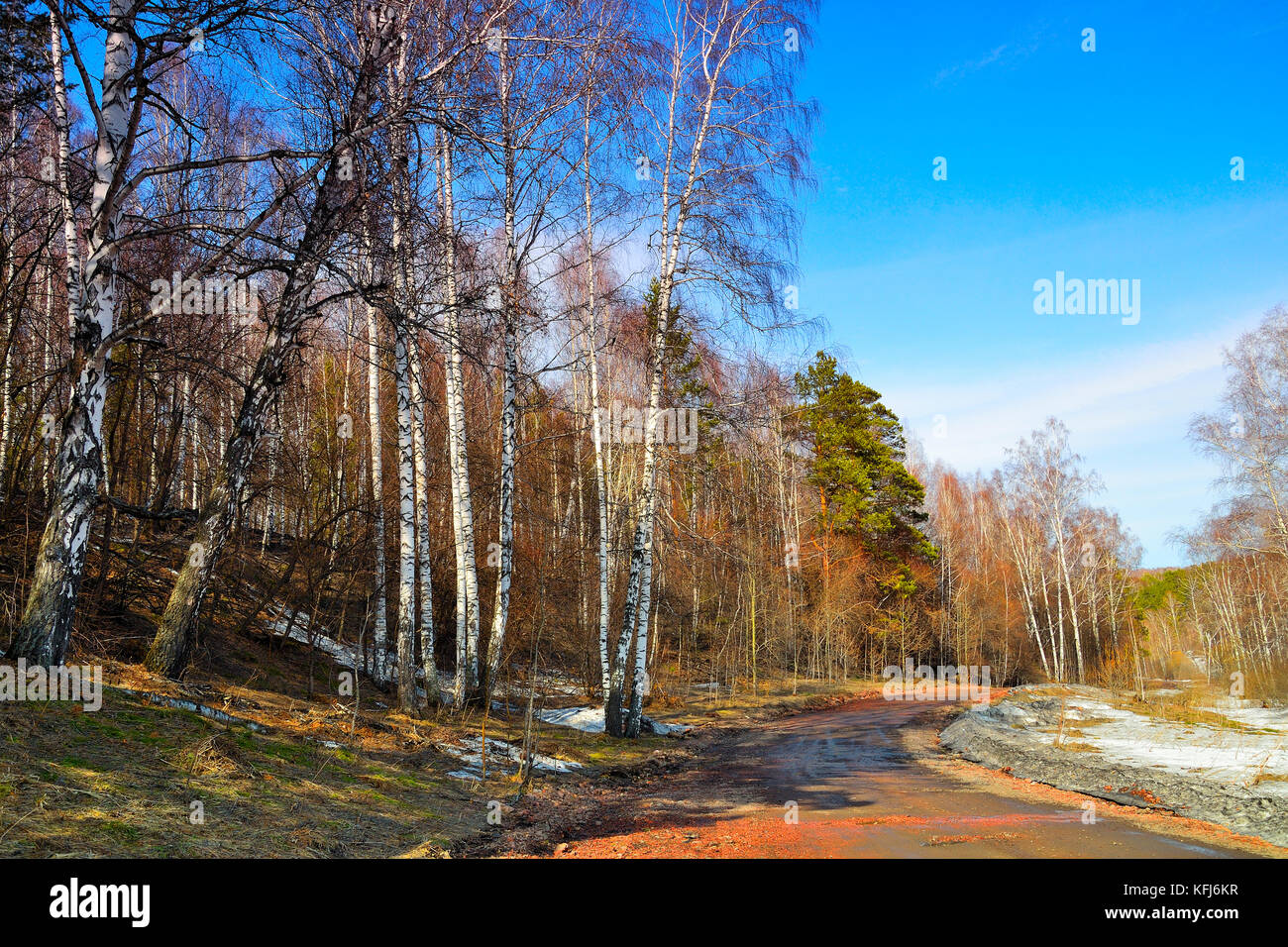 Bellissimo paesaggio a molla con la strada per la foresta di betulla. un ultima neve fonde ad una calda giornata di sole con un luminoso cielo blu Foto Stock