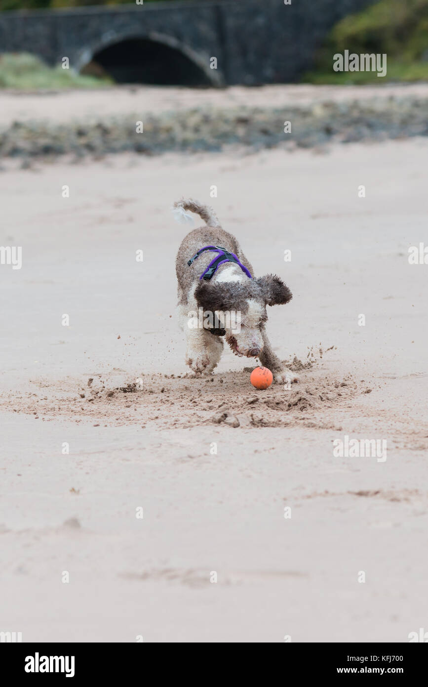 Lo spagnolo cane di acqua giocando nella sabbia Foto Stock