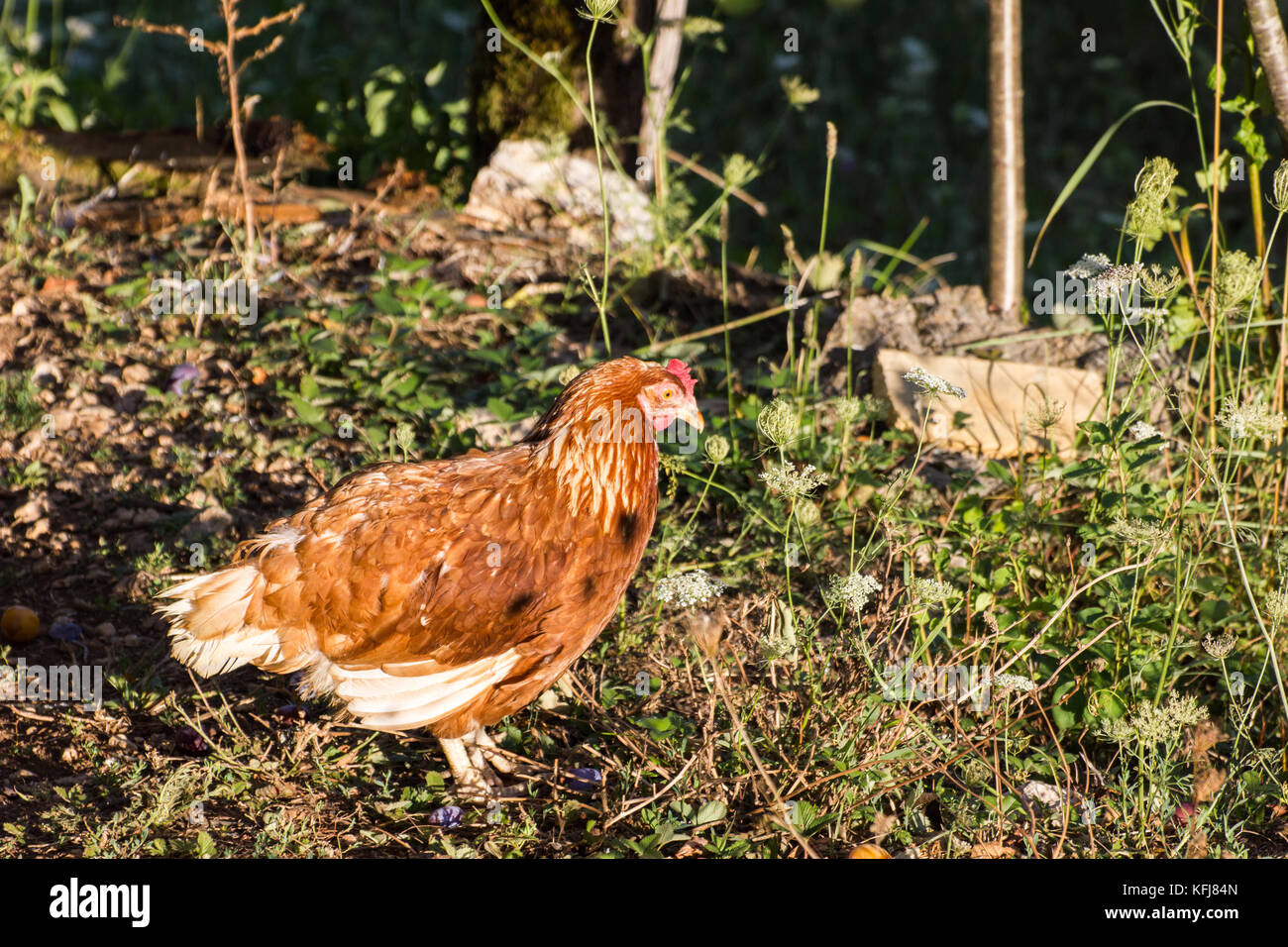 Il croato free range red hen fuori in erba selvatica Foto Stock