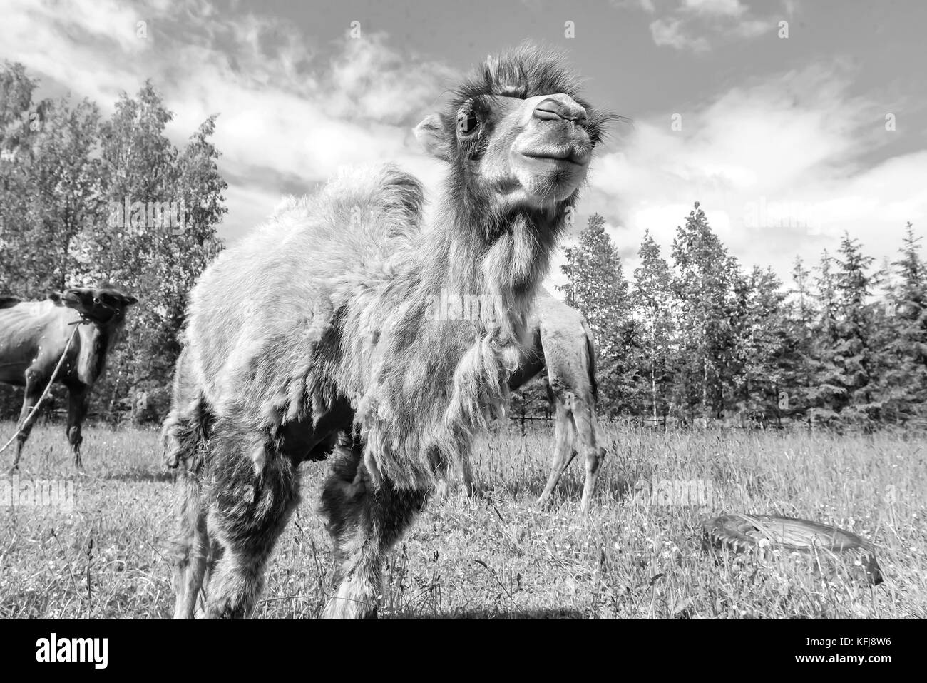 Camel camminando nel campo Foto Stock