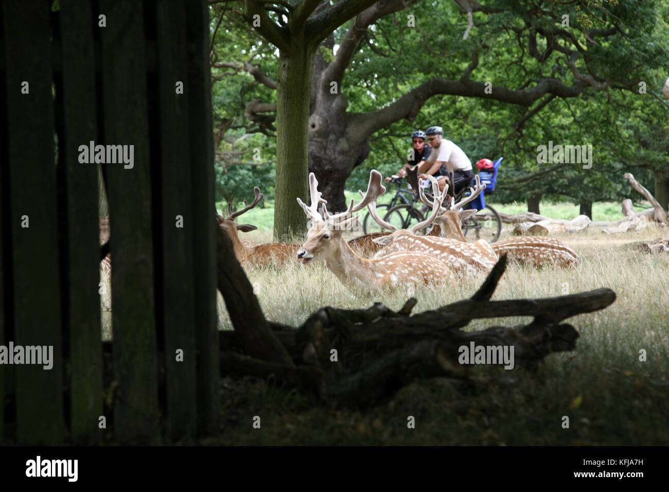 London, Regno Unito - Agosto 03, 2010: gruppo di cervi e famiglia ciclisti che passa in secondo piano. Il parco di Richmond è famoso per più di seicento red amd Foto Stock