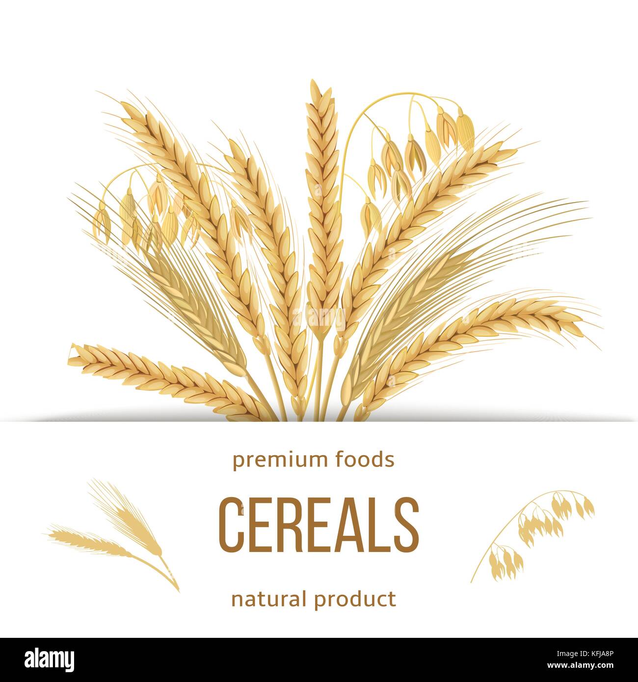Frumento, orzo, avena e segale set. quattro grani di cereali con orecchie, covone e testo alimenti premium, prodotto naturale Illustrazione Vettoriale