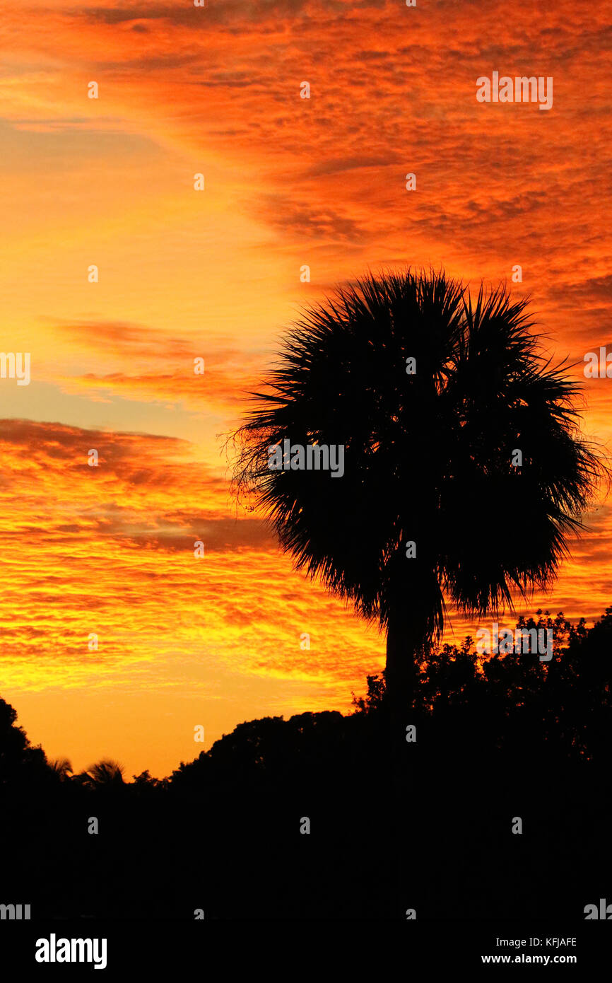 La silhouette di una palma al tramonto in Everglades della Florida. Foto Stock