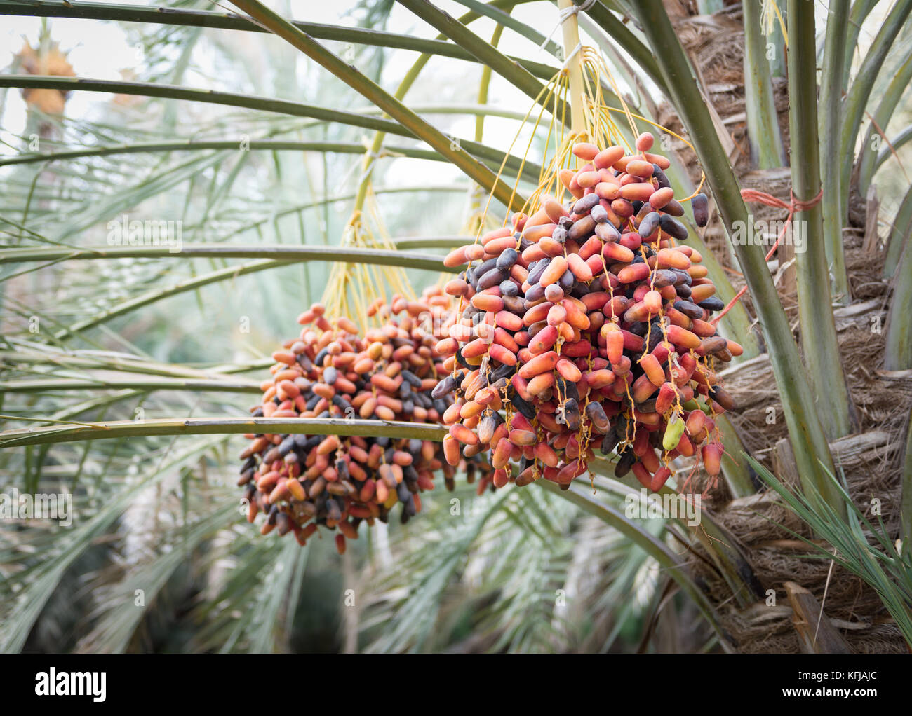 Datteri freschi ad Al Ain oasis, Emirati arabi uniti Foto Stock