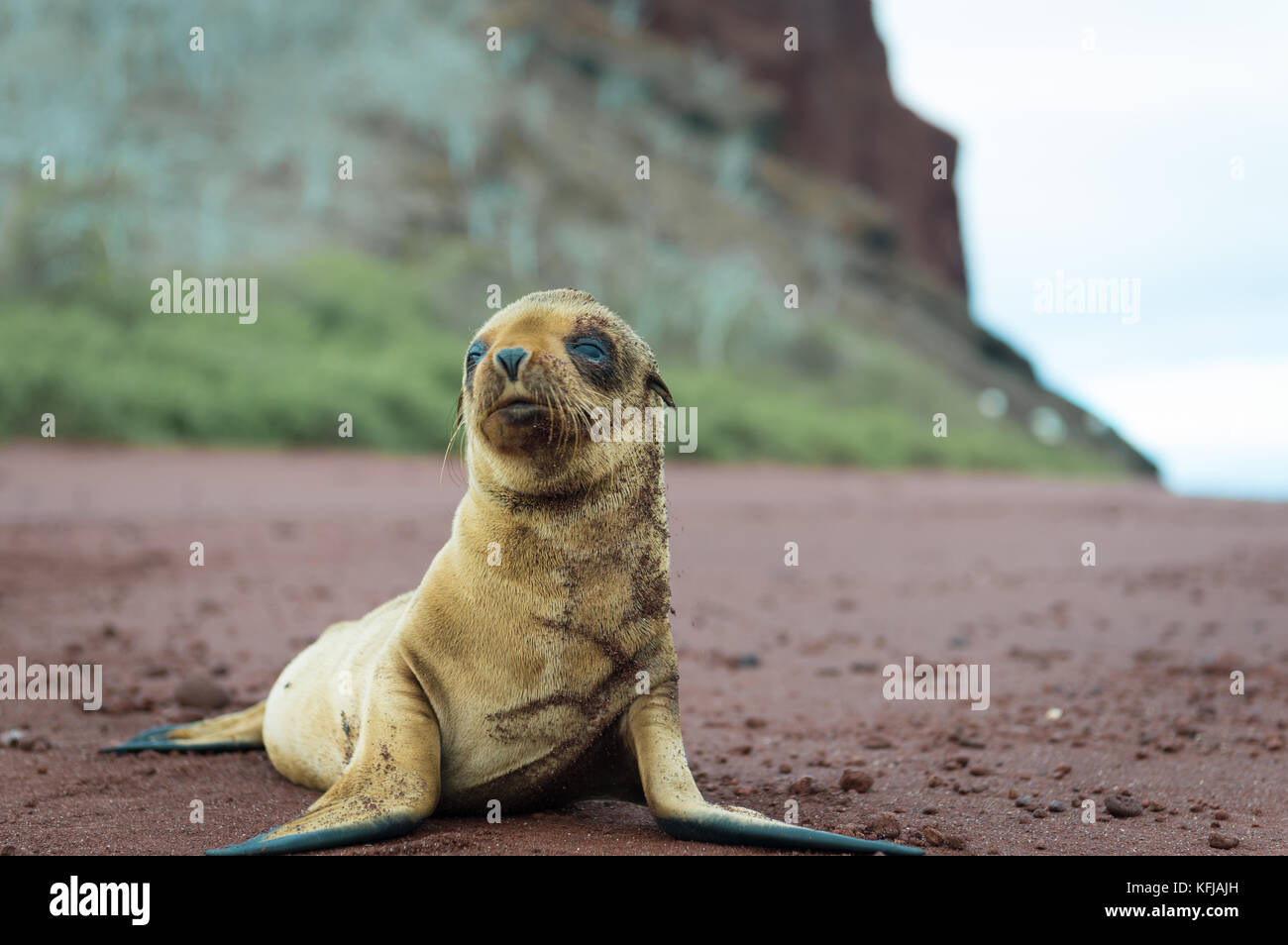 Fur foca cuccia, Isole Galapagos Foto Stock