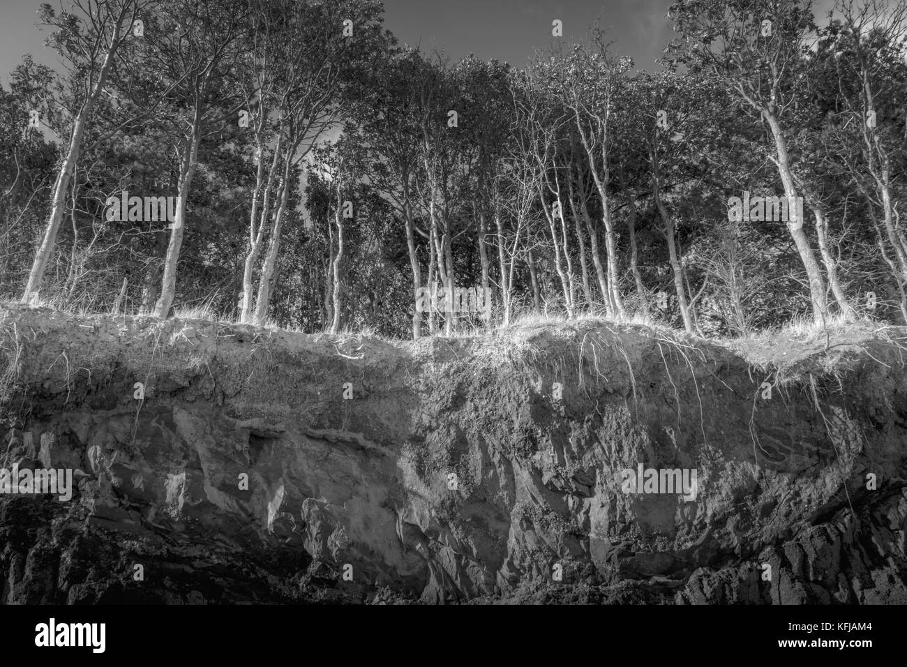 Gli alberi sul bordo di una piccola roccia e formazione in terra erose dal mare, su una mersea island beach Foto Stock
