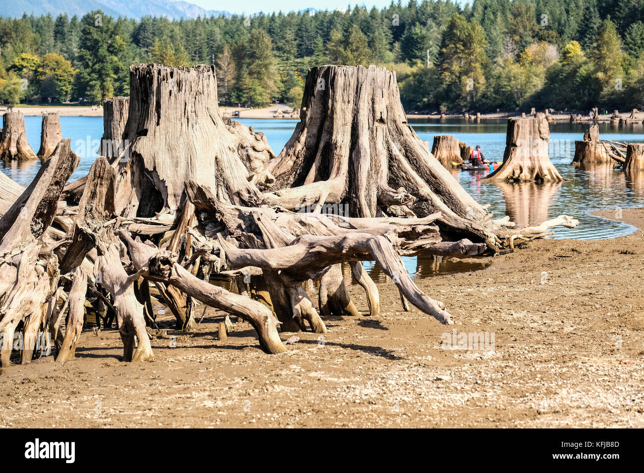 Il Ragno Gigante come radici di albero e di monconi su terra e in acqua Foto Stock