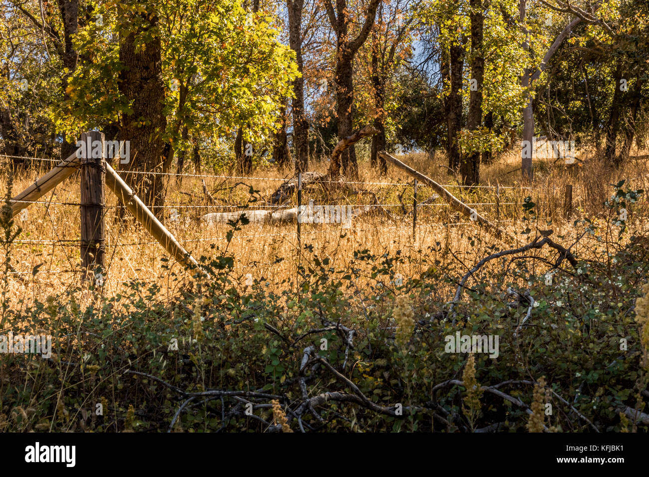 Arrugginito, il legno vecchio e filo spinato di sparire in distanza, nel paesaggio di campagna di cespugli verdi in primo piano, recinzione e oro di grano di massa centrale Foto Stock