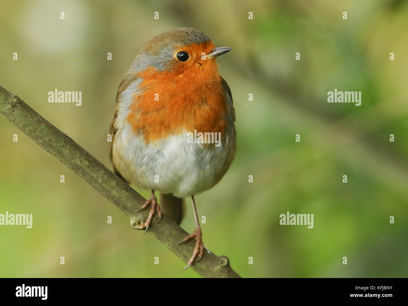 Un bel Robin (Erithacus rubiula) arroccato su un ramo. Foto Stock