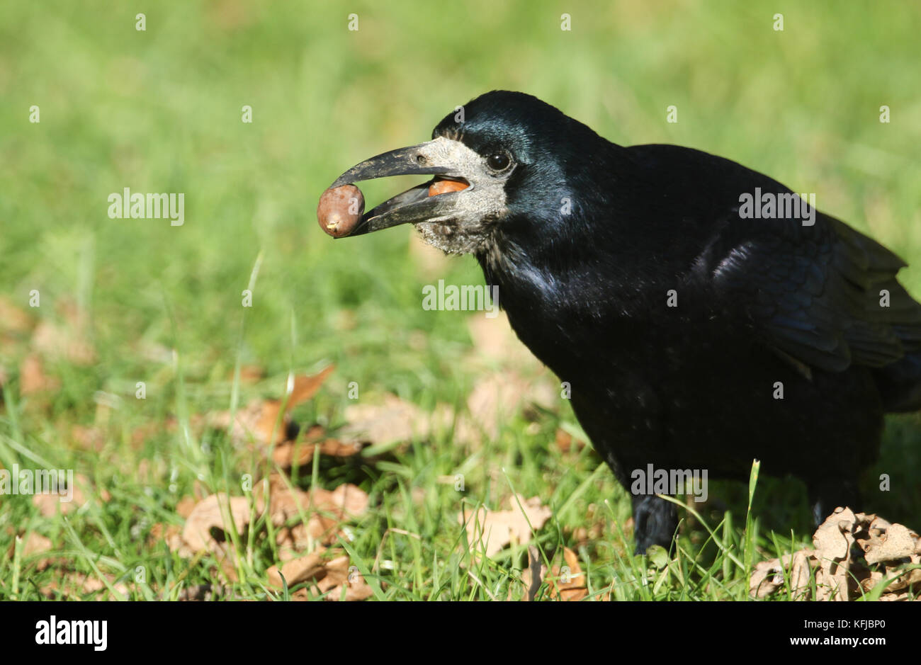 Un Rook stupefacente (Corvus frugilegus) appollaiato sull'erba con un'acorn nel suo becco. Si tratta di raccogliere cibo per conservare per l'inverno. Foto Stock