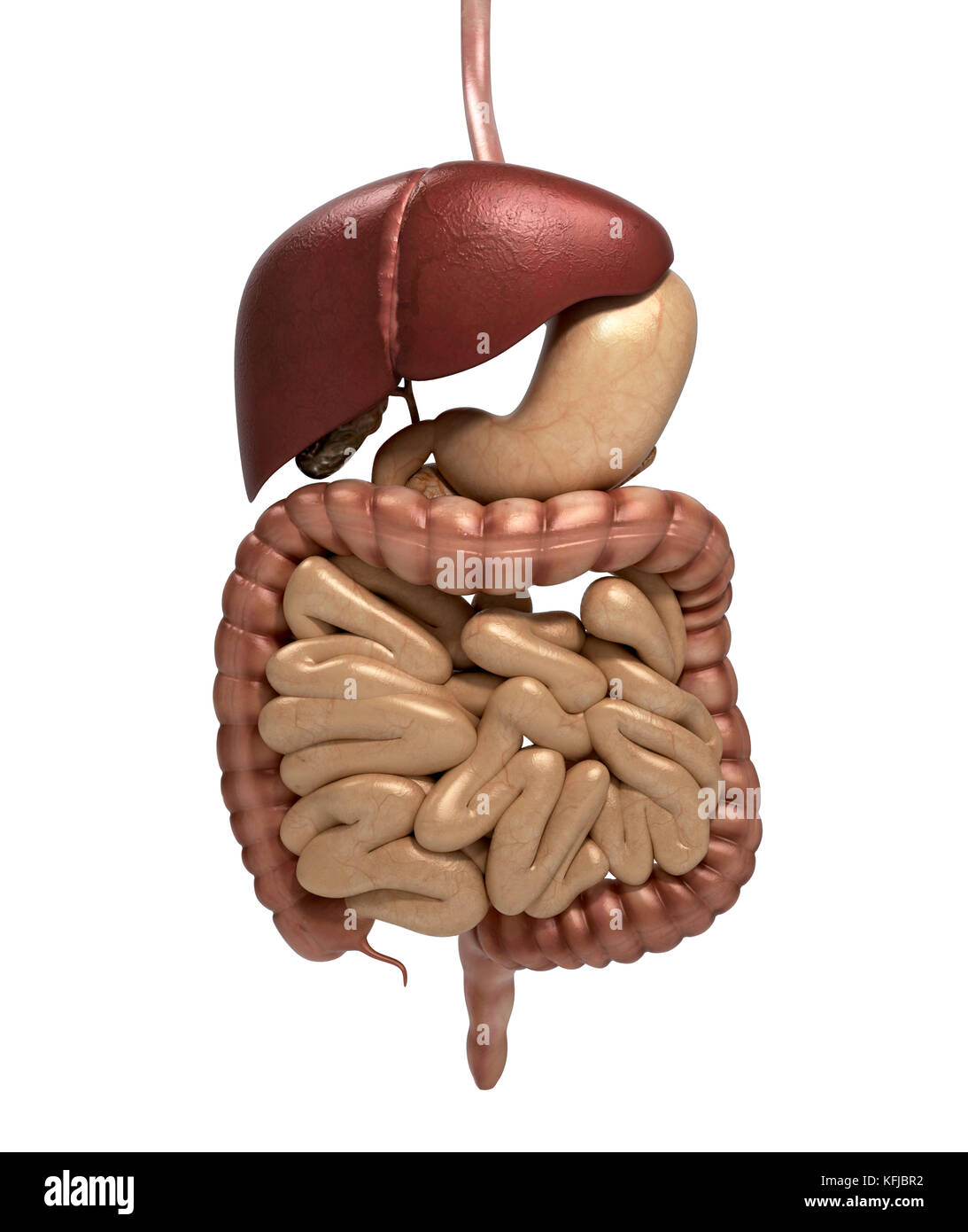 Anatomia umana cutaway del sistema digerente, compresa la bocca. Gli altri organi. rendering 3d. Foto Stock