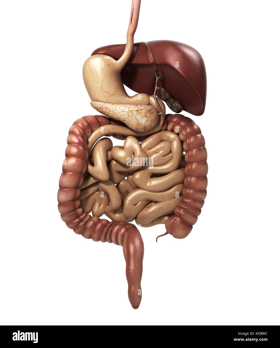 Anatomia umana cutaway del sistema digerente, compresa la bocca. Gli altri organi. rendering 3d. Foto Stock
