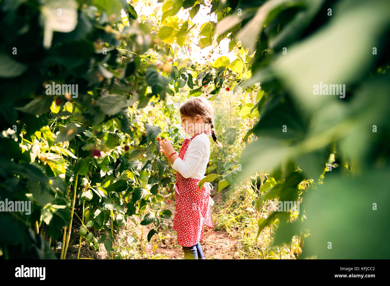 Piccola ragazza giardinaggio nel giardino sul retro. Foto Stock