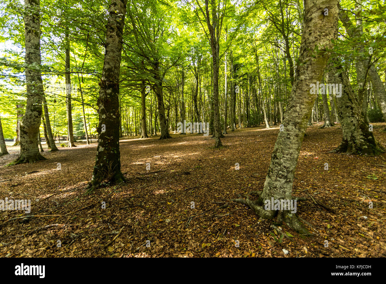 Peschici e il Parco Nazionale del Gargano. L'Italia. Foto Stock