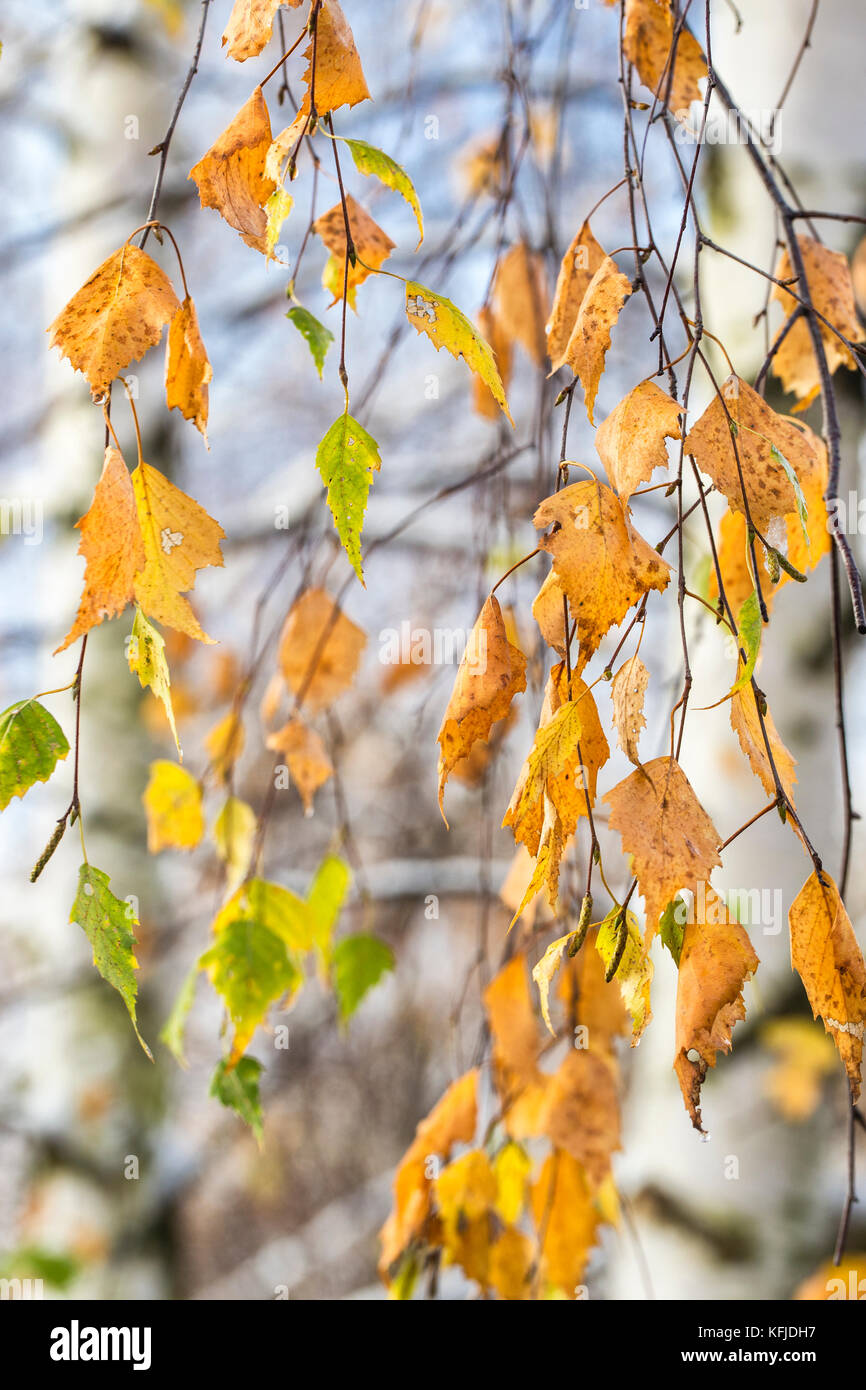 Abstract autunno sfondo con foglie di betulla. Foto Stock