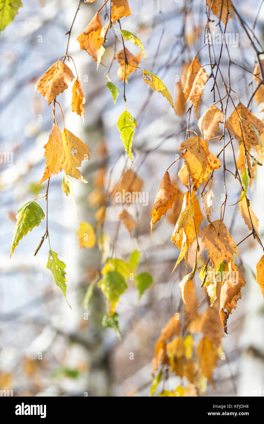 Abstract autunno sfondo con foglie di betulla. Foto Stock