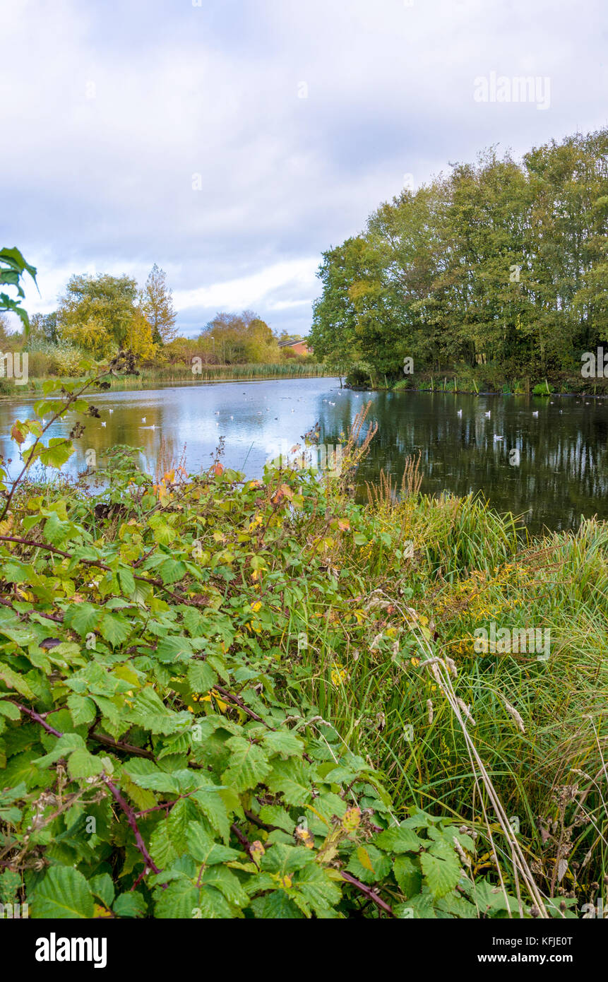 Una vista del Lago Inferiore in Perton, South Staffordshire vicino a Wolverhampton nel Regno Unito. Foto Stock