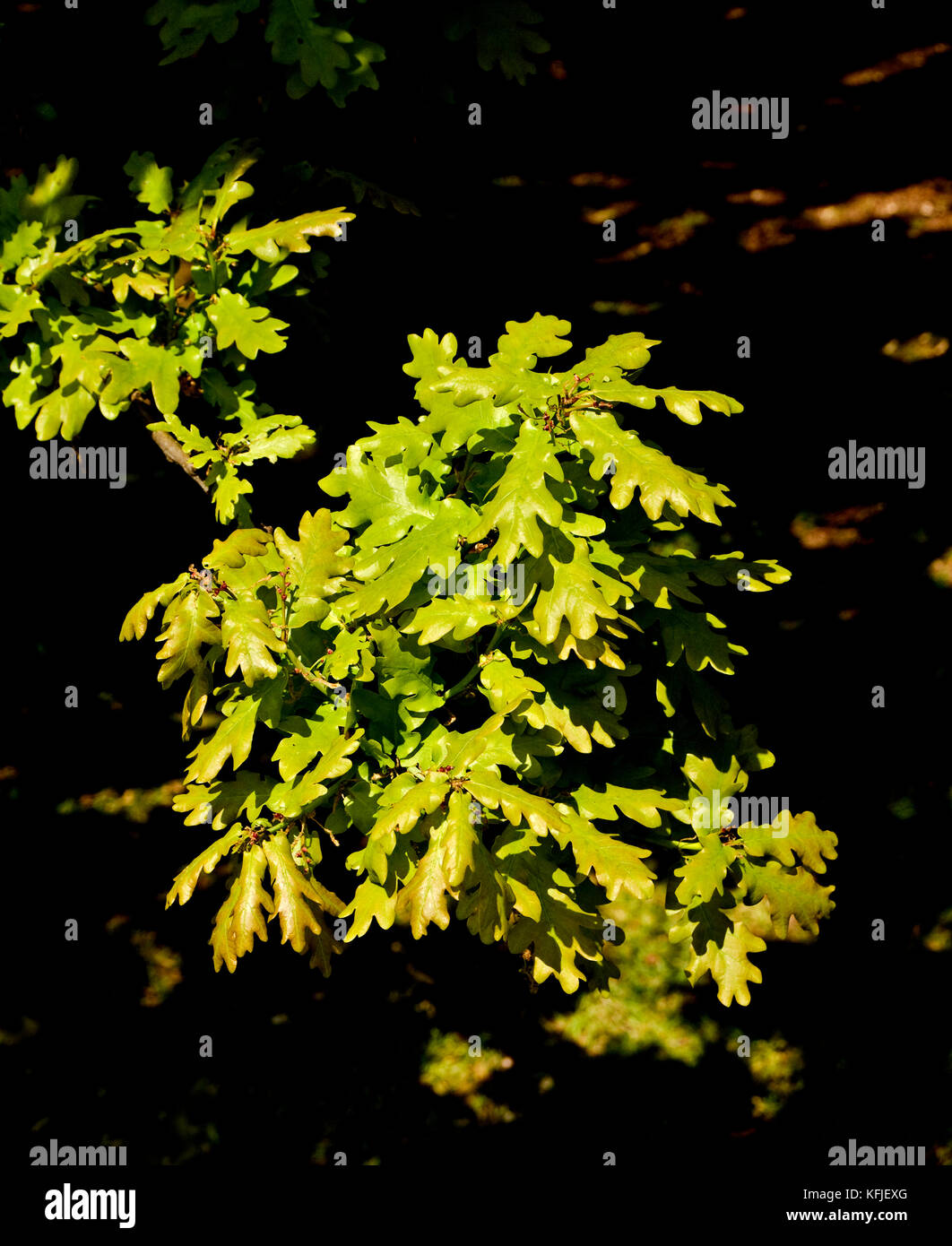 Inghilterra; Quercia foglie (Quercus robur) Foto Stock
