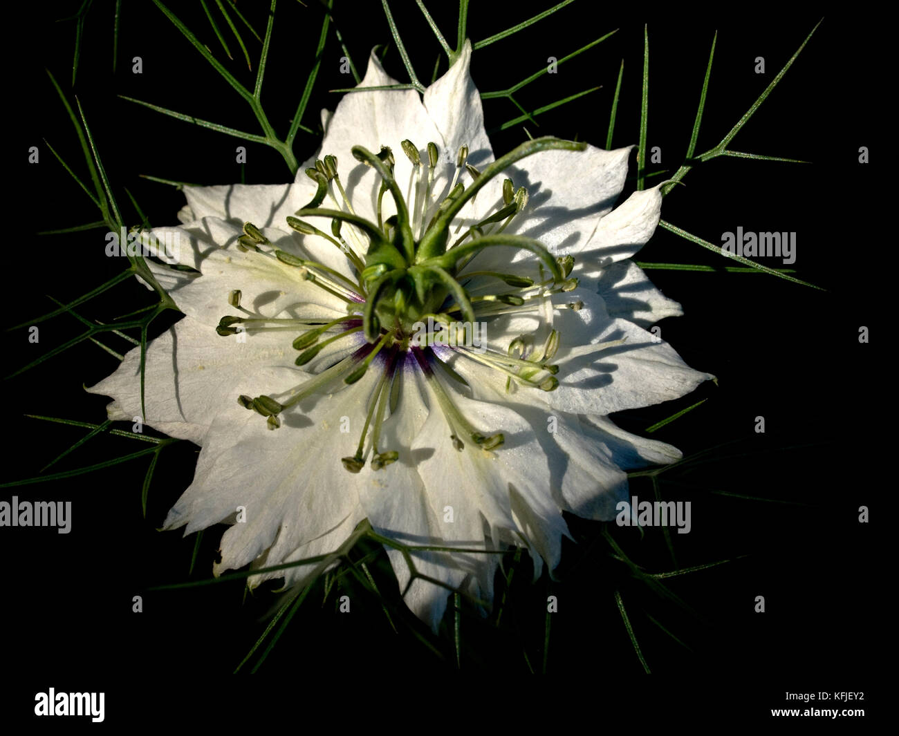 Nigella sativa (finocchio) fiore Foto Stock
