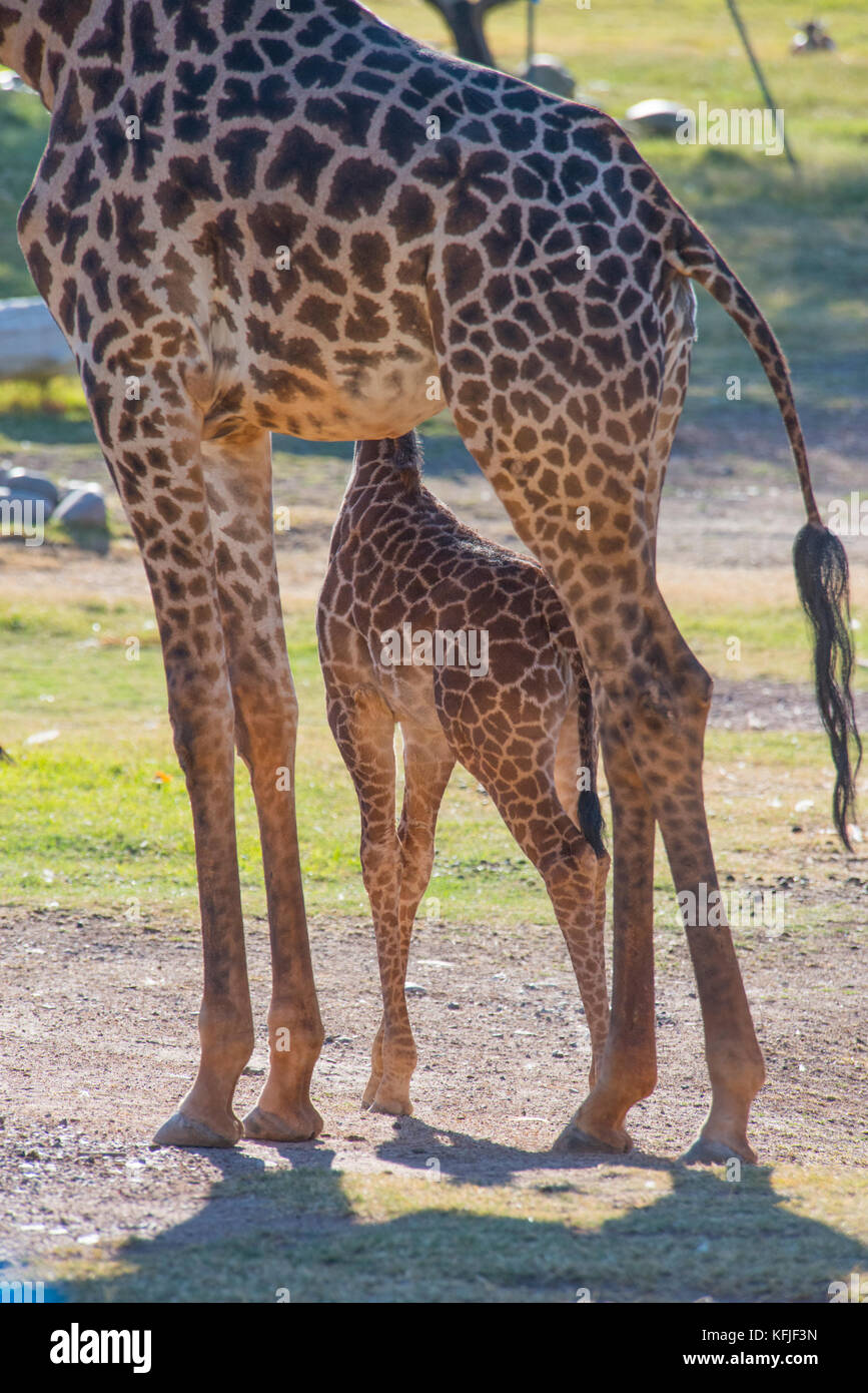 La giraffa madre e figlia Foto Stock