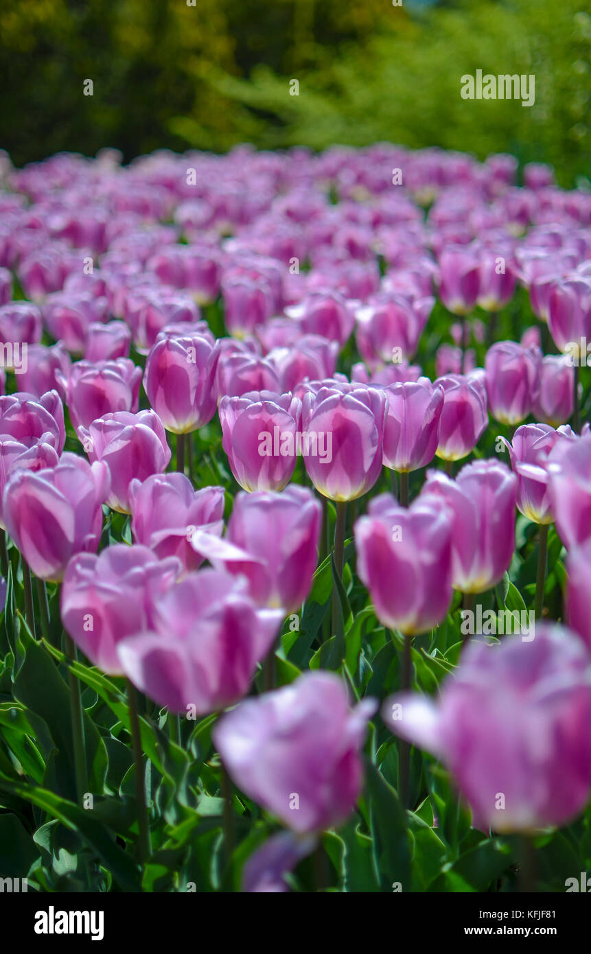 Longwood Gardens in Pennsylvania, STATI UNITI D'AMERICA Foto Stock