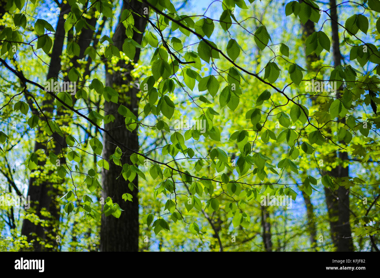 Longwood Gardens in Pennsylvania, STATI UNITI D'AMERICA Foto Stock