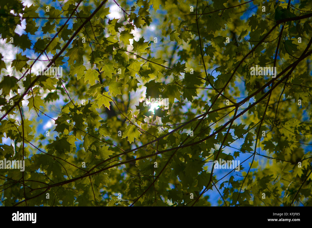 Longwood Gardens in Pennsylvania, STATI UNITI D'AMERICA Foto Stock