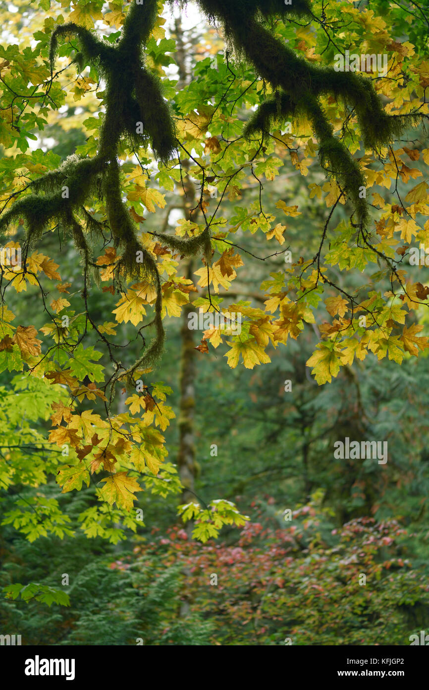 Cadono le foglie e rami di muschio abstract rientrano la natura paesaggio. L'isola di Vancouver, British Columbia, Canada. Foto Stock