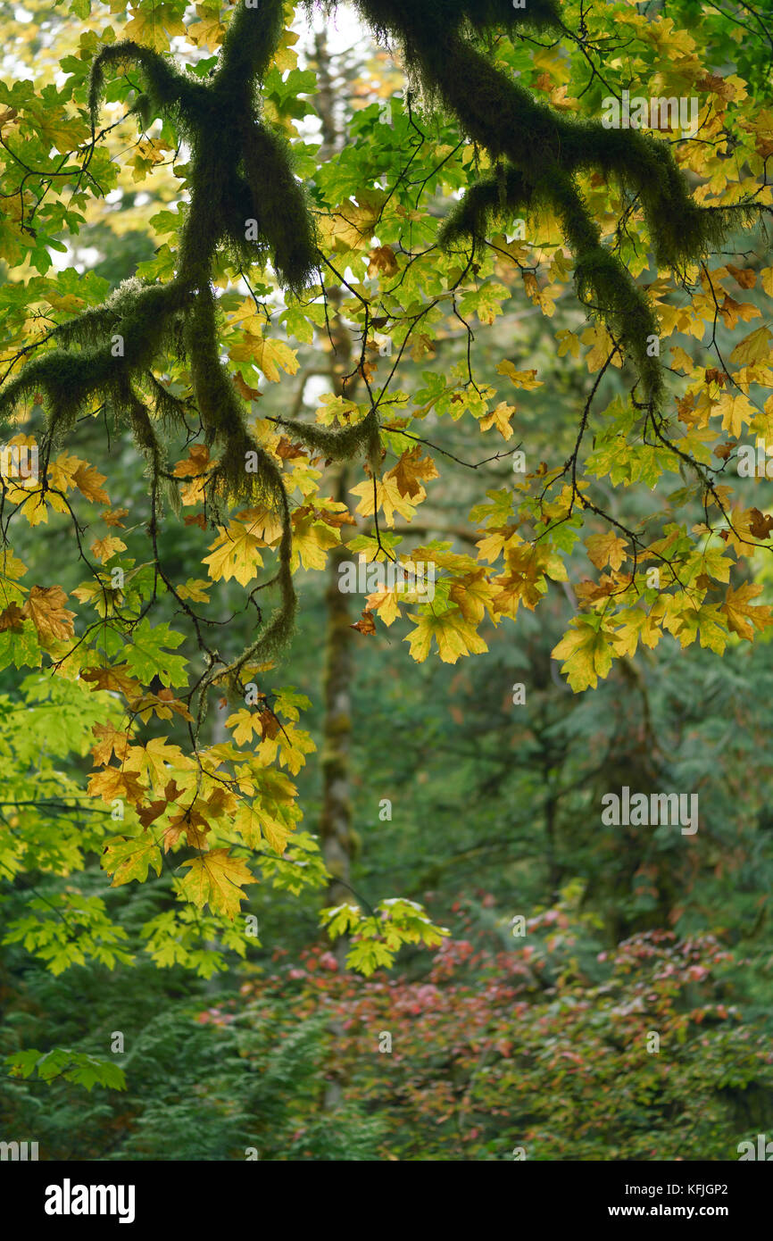 Foglie di caduta e rami mossy astratto caduta scenario natura. Vancouver Island, British Columbia, Canada. Foto Stock