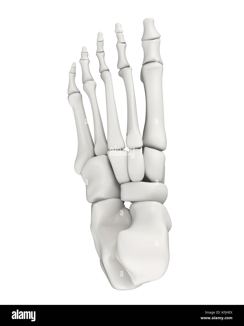 Le ossa del piede anatomia isolato Foto Stock
