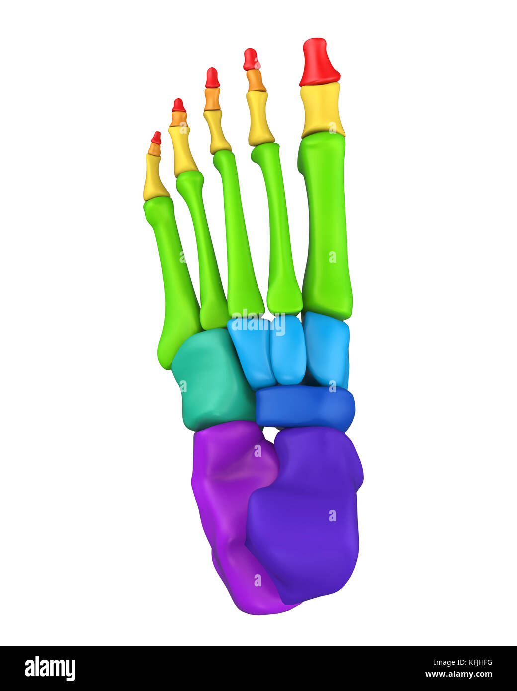 Le ossa del piede anatomia isolato Foto Stock