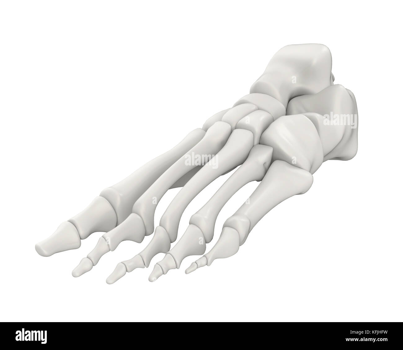 Le ossa del piede anatomia isolato Foto Stock