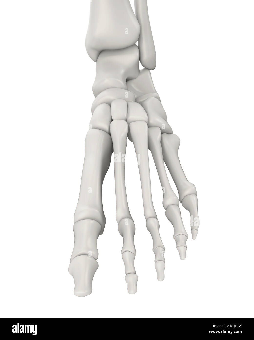 Le ossa del piede anatomia isolato Foto Stock