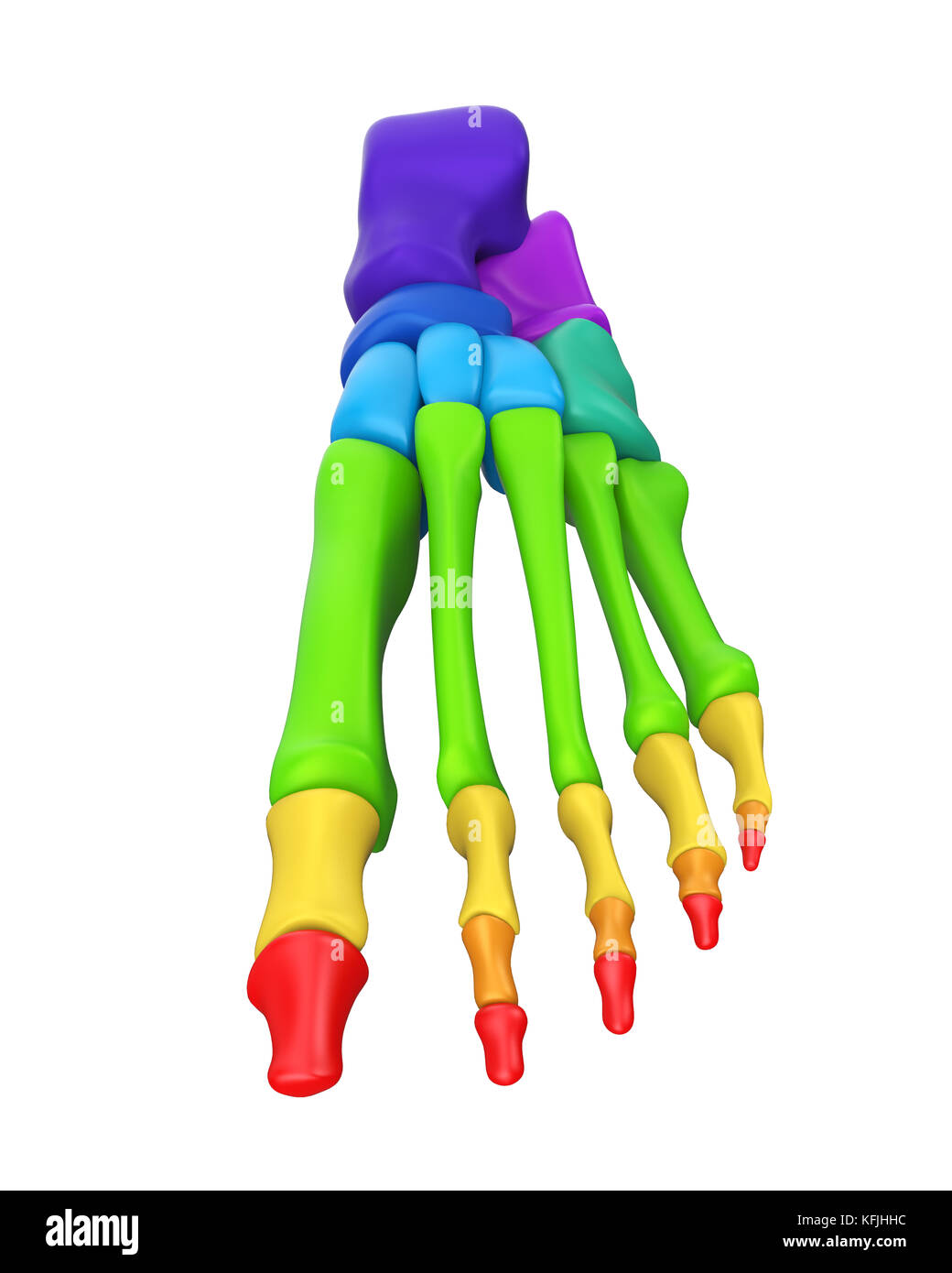 Le ossa del piede anatomia isolato Foto Stock