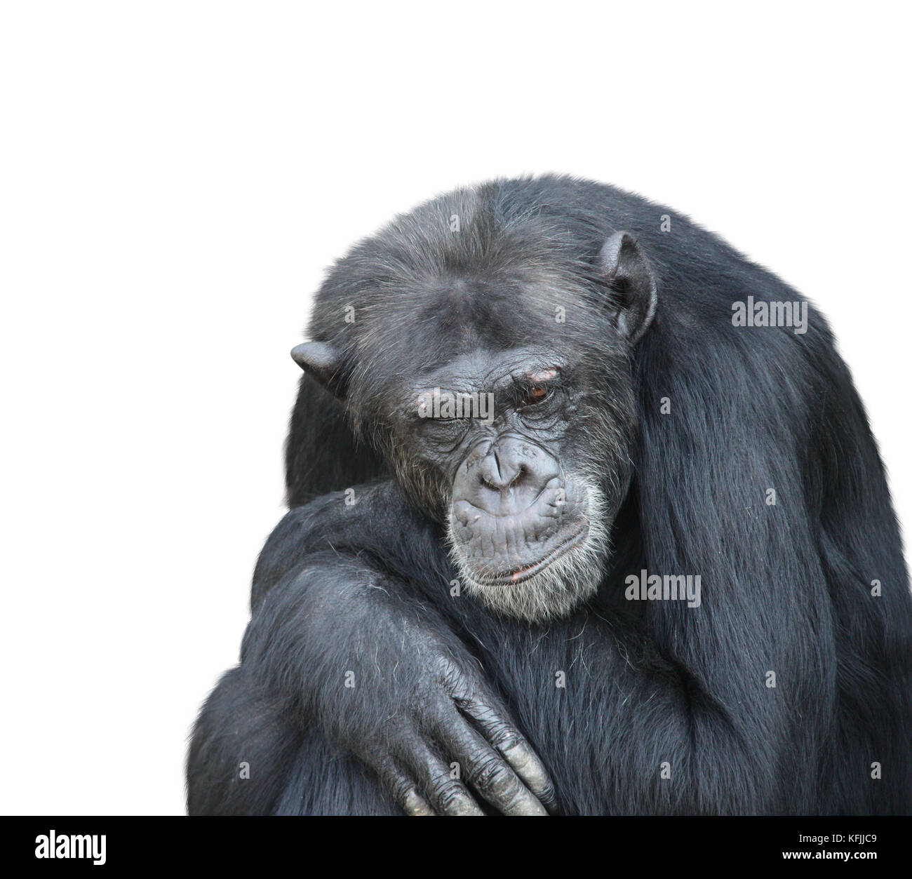 Ritratto di un triste di scimpanzé. isolato su sfondo bianco Foto Stock
