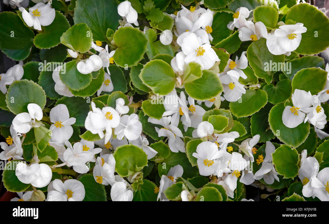 Delicati fiori bianchi di piccole dimensioni tra le verdi foglie fioritura sull'aiuola di fiori nel giardino. Foto Stock