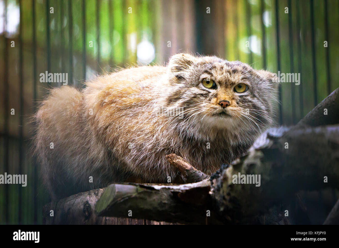 Pallas's cat, o MANUL, vive nel freddo e aride steppe dell'Asia centrale. rare specie gravemente minacciate animale elencati nel libro rosso. Foto Stock